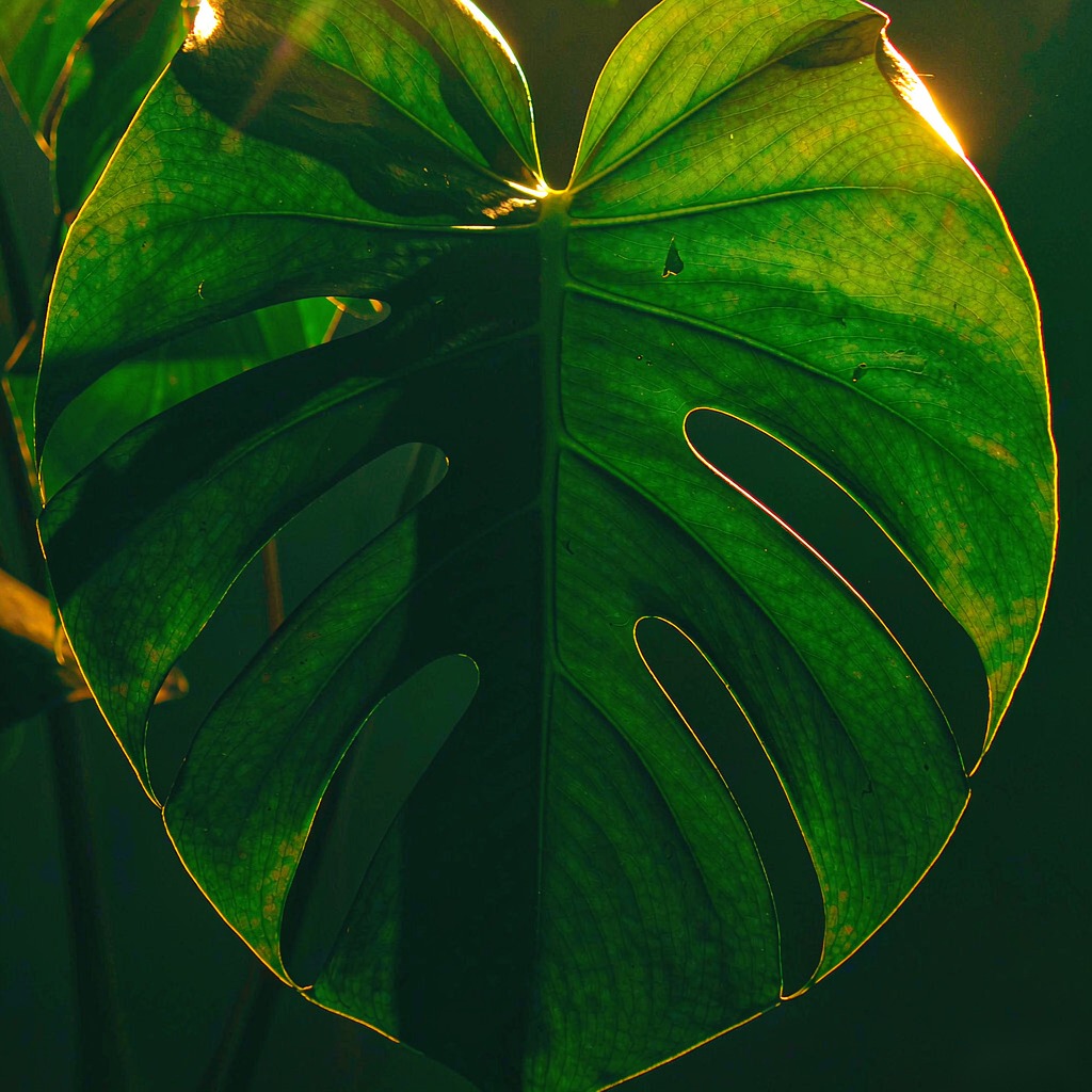 金边龟背竹 · 1024×1024 高清壁纸