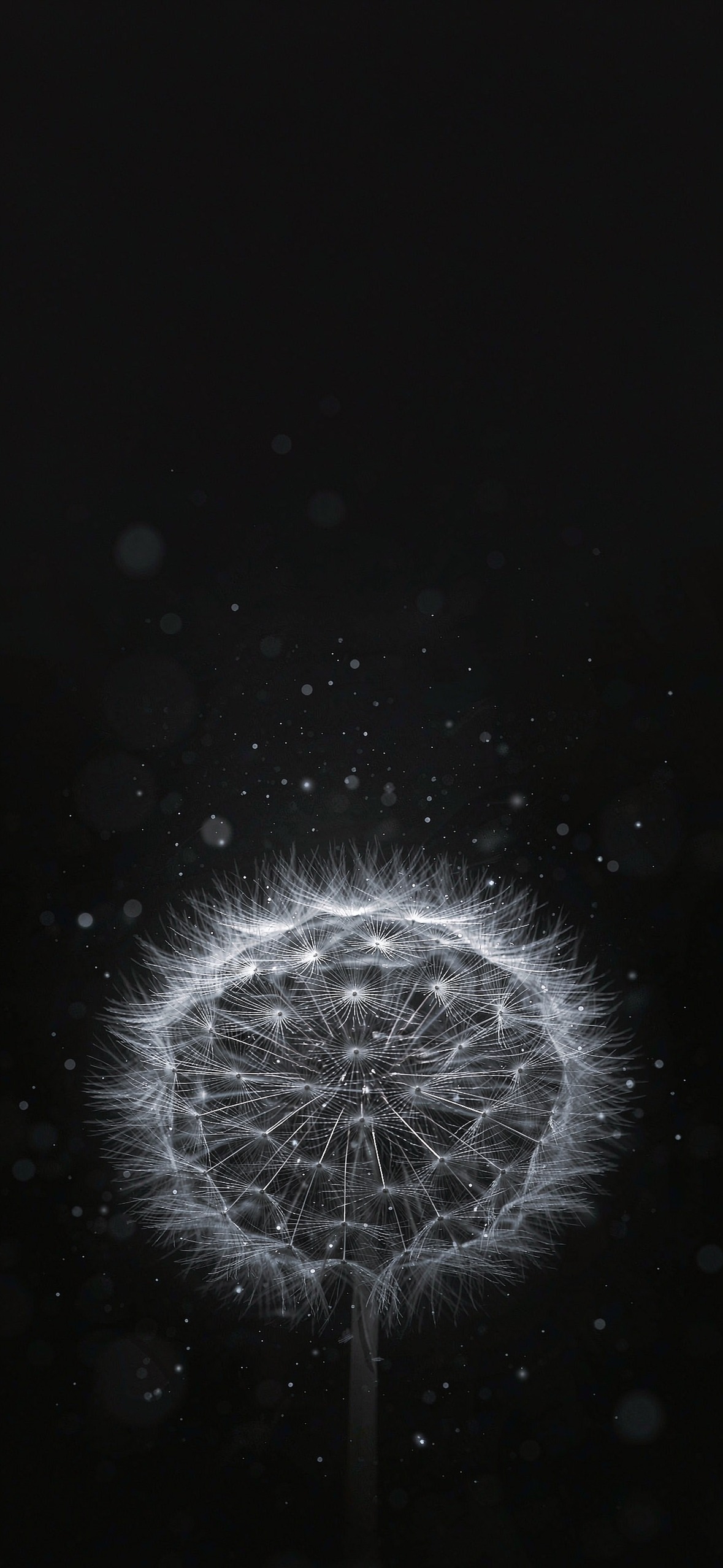 蒲公英 · 1179×2556 手机壁纸