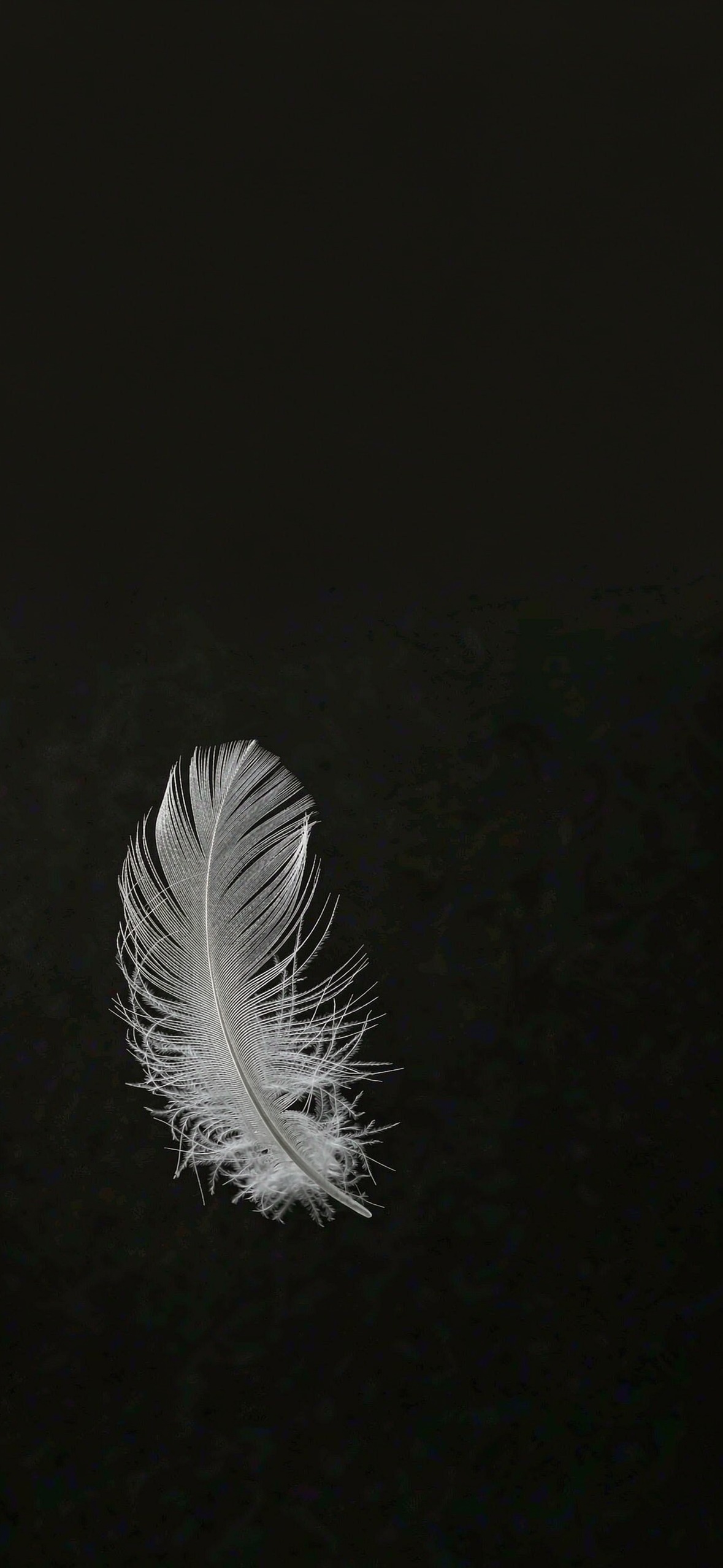 白羽 · 1179×2556 手机壁纸