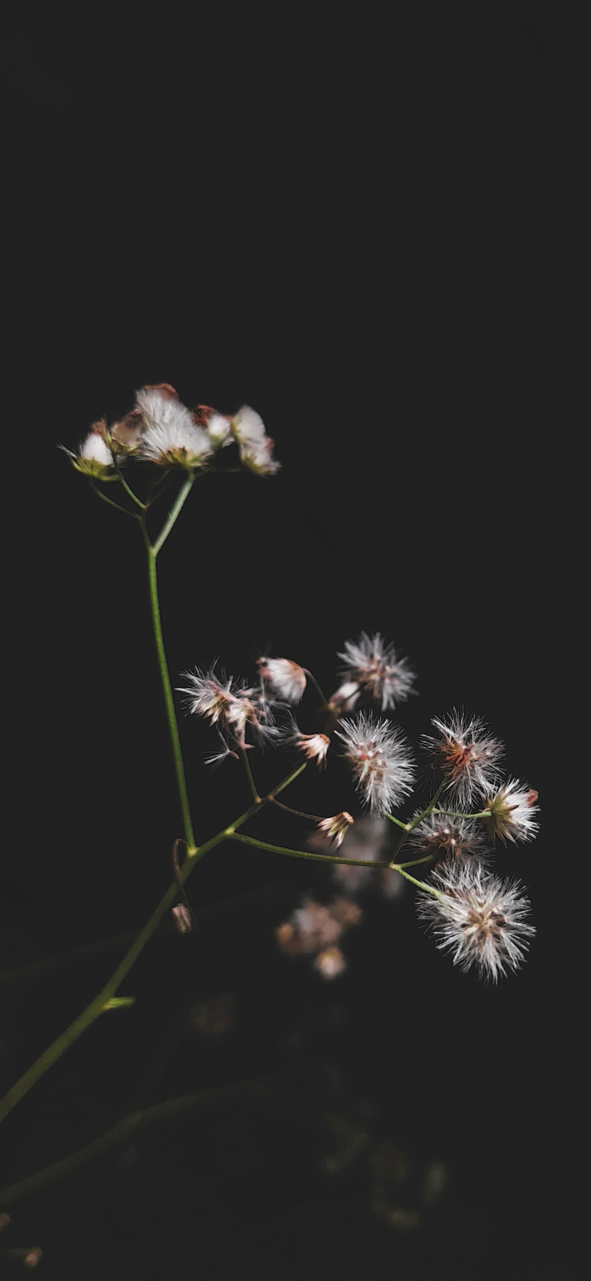 摇曳生姿 · 1179×2556 手机壁纸